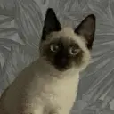 Текущий аватар