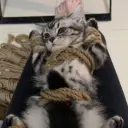 MigogotoNEW