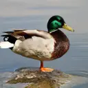 YtkaWhite