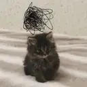 HoneyCat