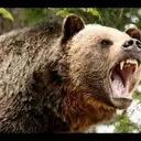 Grizzlleeyy__