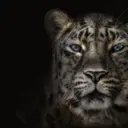 antonron1