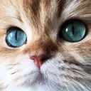 Twinkle_inactive36692