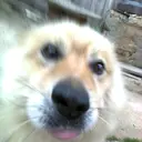 Jafr0