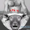 Грач