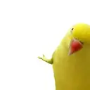 Hawkeyee