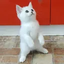 Kekester