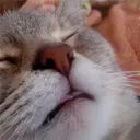 lohpop