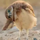 CoByIIIKa