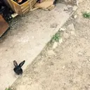 BahonRex