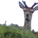 ju4ka