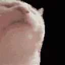 Kotnor
