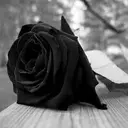 BlackRose_inactive76245