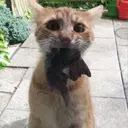 wtenli