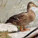 продягапожизни