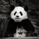Panda13_inactive99871