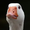 sagurka