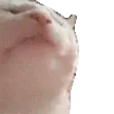 LilStupidPig