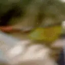 1Limbo1