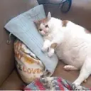 Aniki_