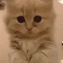 KITNISS