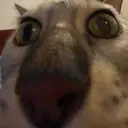 mariotik