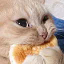 DreamB0y