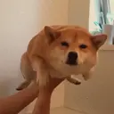Jarino