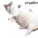 зашквар_inactive218357