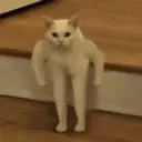 funny_cat_inactive254882
