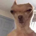 SoFTeR1