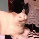 archik666