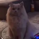 MrTapok