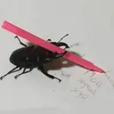 szsdzsdsz