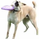 Lonzof