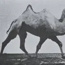 Heryvim