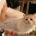 Леви_неактив484530