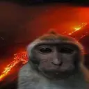 Петух13370