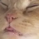 Китек