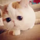 stalkot