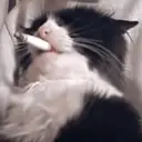 Sneeska
