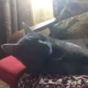 KapiToIIIKa