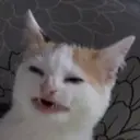 JonnyCatos