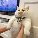 dscdsc0