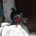 Nekkozzz