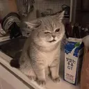 J3ad_Cat
