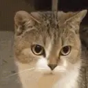 layka1212