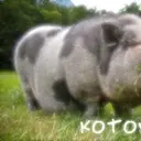 kotov00