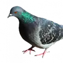 Gjrihnejorbfneb