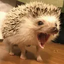 БледныйЁж